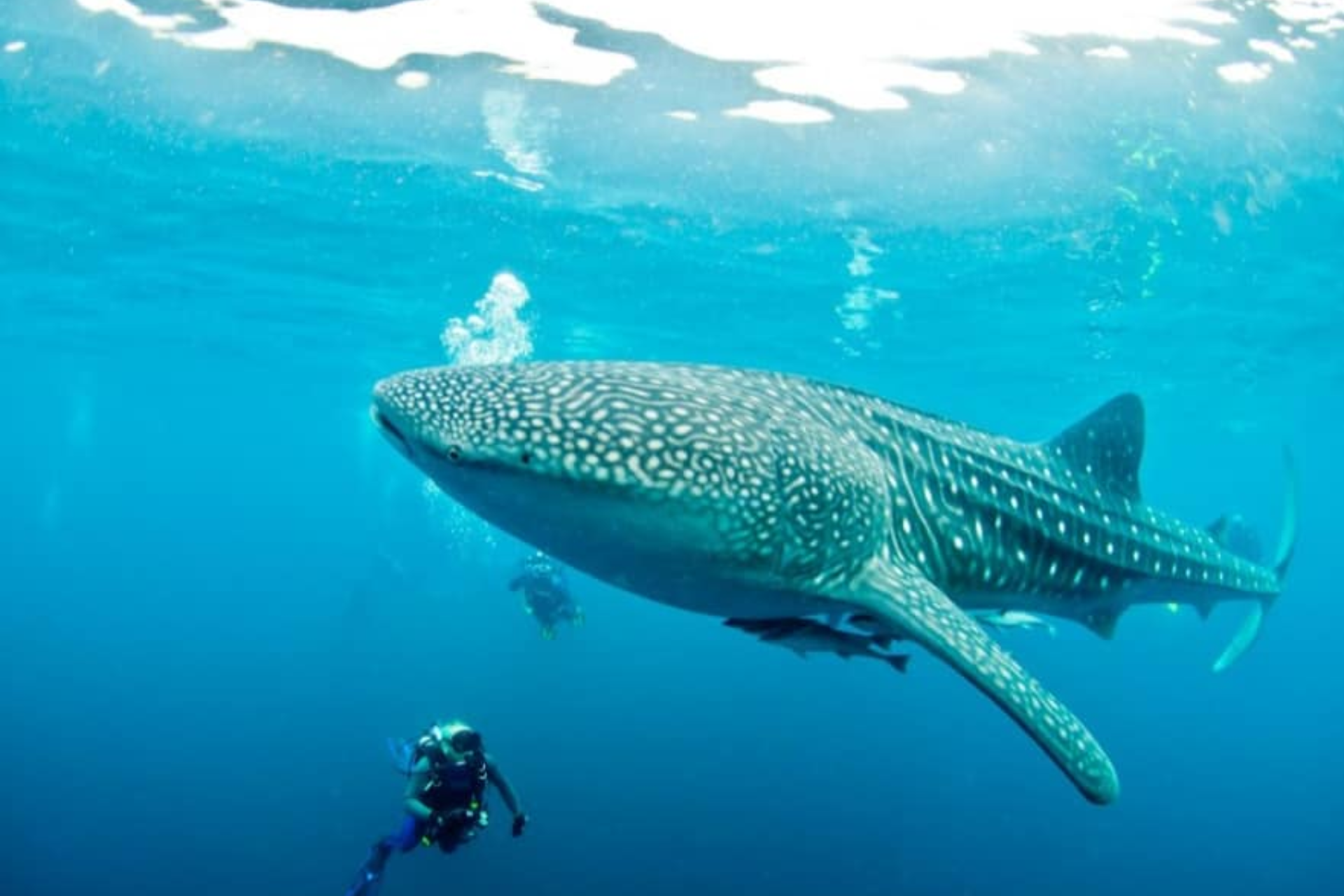 Oslob Whale Shark & Full Course Canyoneering Adventure Tour